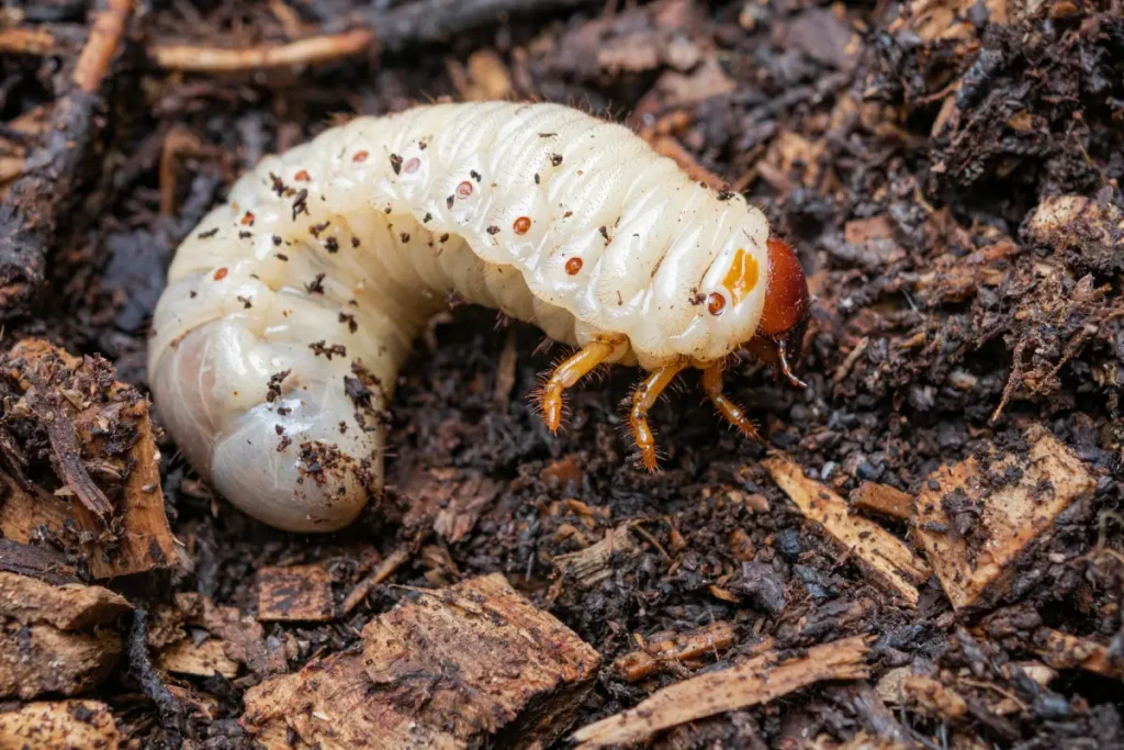 Larve eines Junikäfers Junikäfer - Aussehen, Lebensweise & Bekämpfung