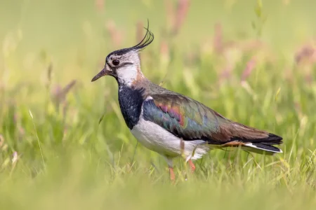 Kiebitz (Vanellus vanellus) - Vogel des Jahres 2024