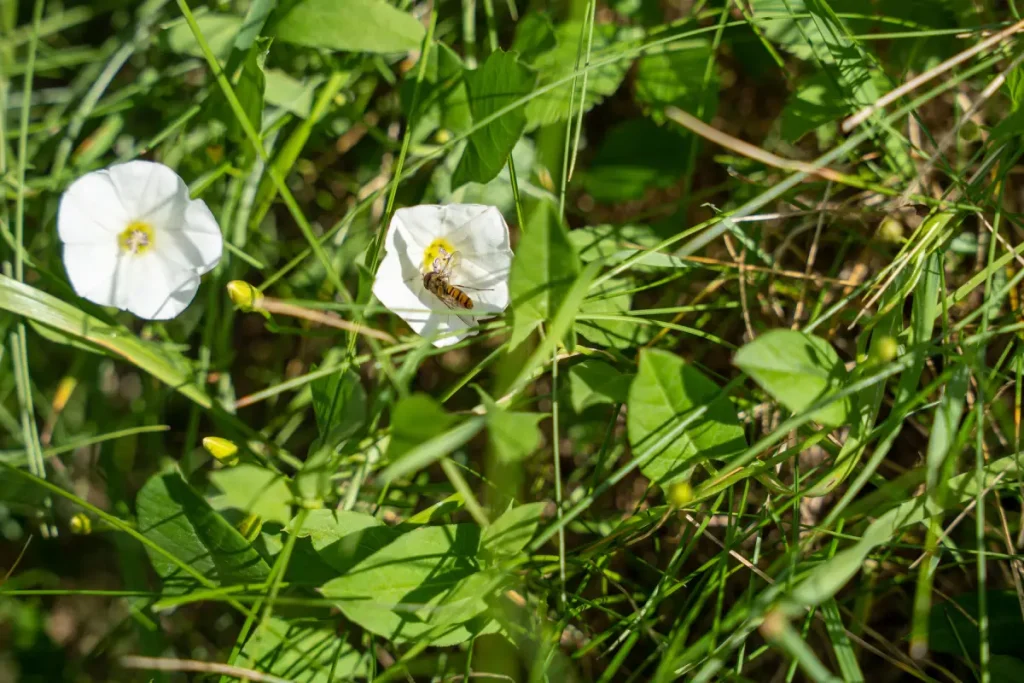 Ackerwinde im Rasen