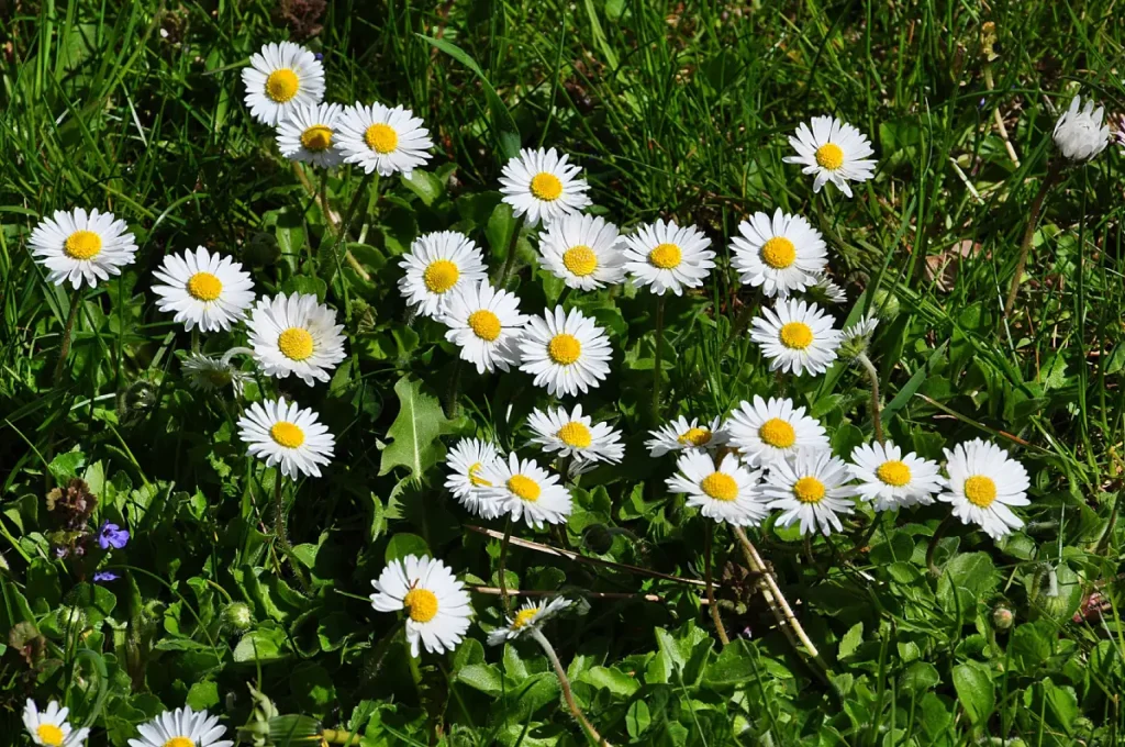 Gänseblümchen im Rasen.