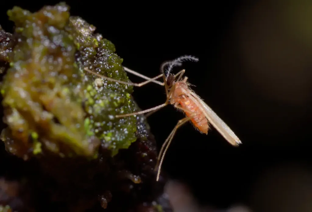Gallmücke Gallmücken gegen Blattläuse