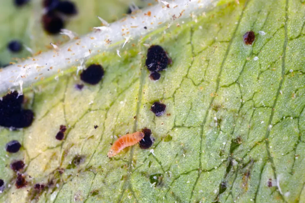 Gallmückenlarve auf einem Blatt Gallmücken gegen Blattläuse