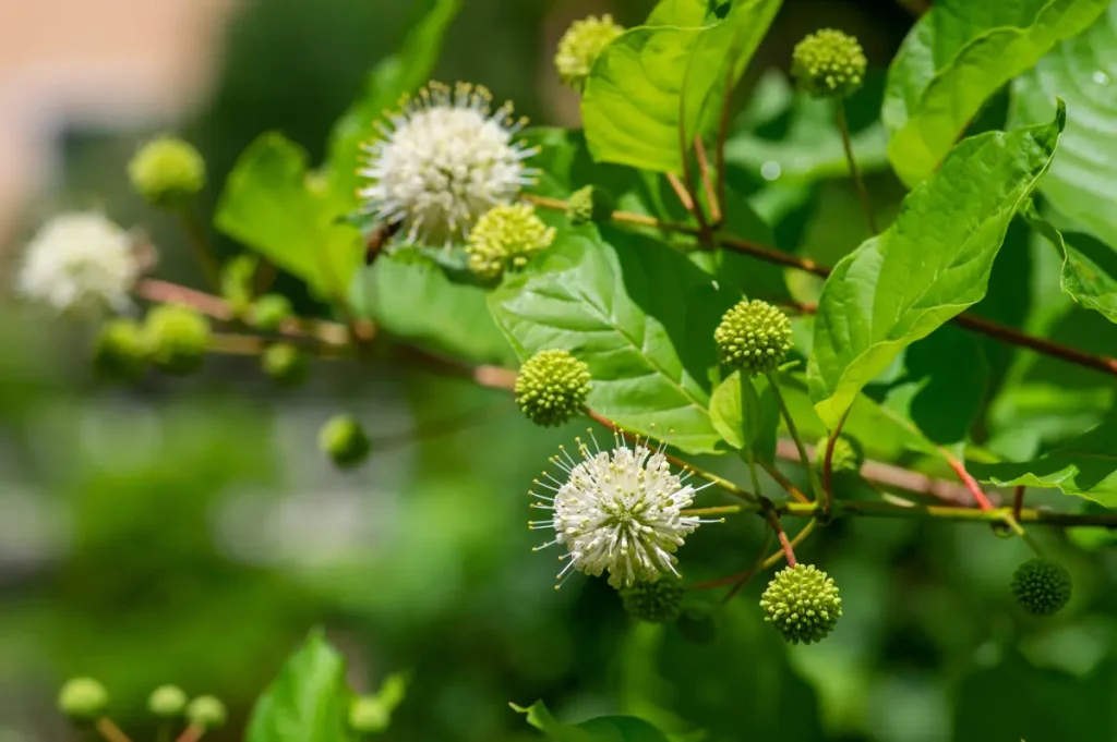 Knopfbusch pflanzen, pflegen und vermehren