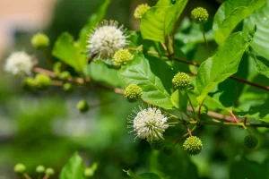 Knopfbusch pflanzen, pflegen und vermehren