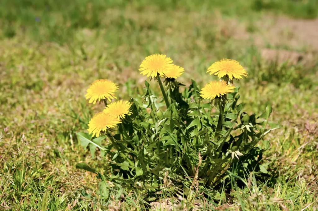 Butterblumen im Rasen