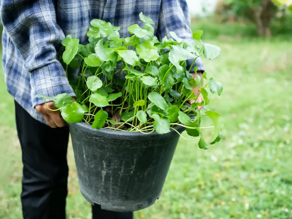 Gärtner trägt Pflanzkübel mit Gotu Kola Indischer Wassernabel – Alles über Anbau und Pflege von Gotu Kola