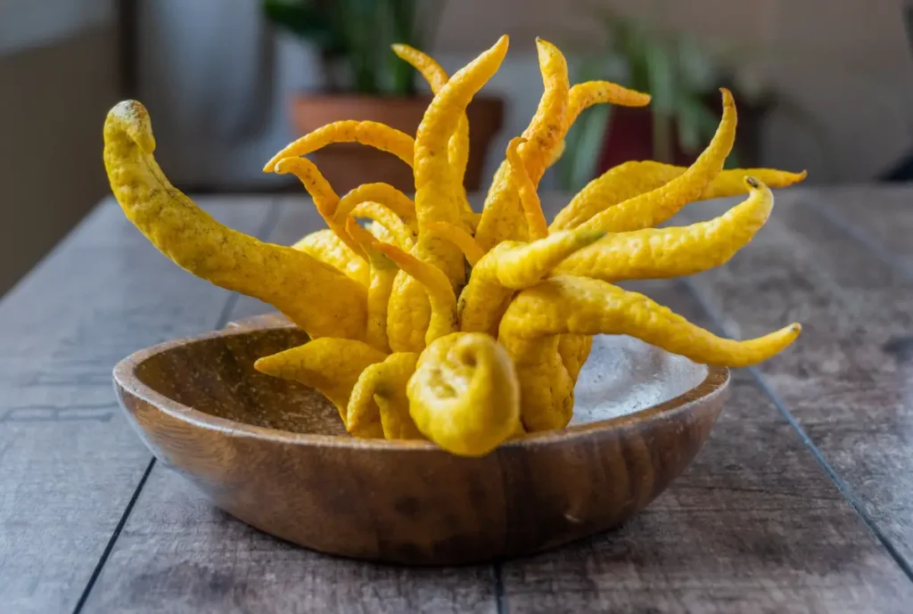Buddhas Hand - So pflanzen und pflegen Sie die Fingerzitrone