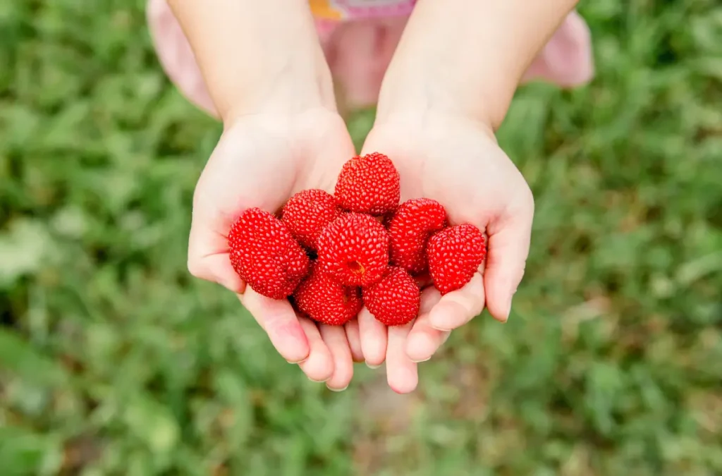 Hände halten Erdbeer-Himbeeren Erdbeer-Himbeere pflanzen, pflegen und vermehren