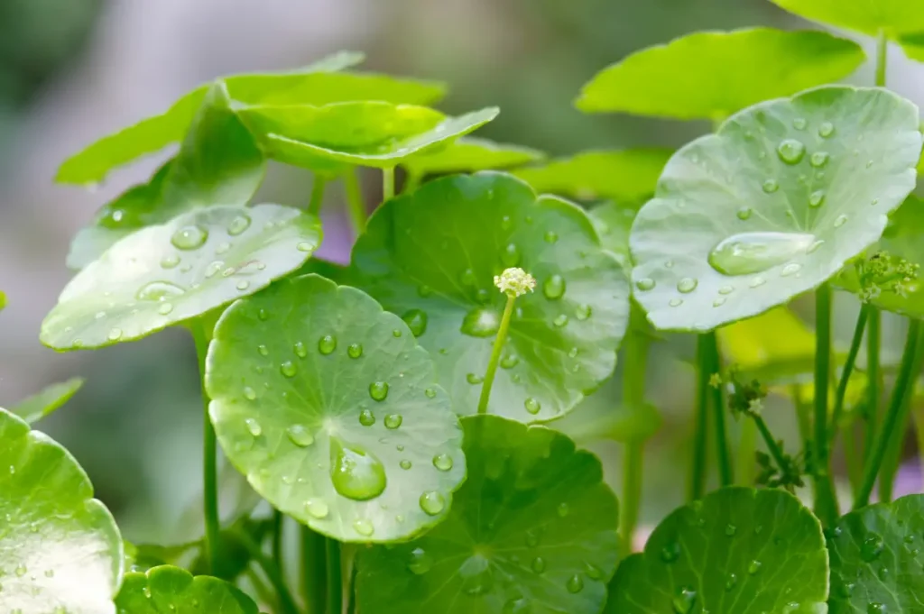 Indischer Wassernabel mit Blüten Indischer Wassernabel – Alles über Anbau und Pflege von Gotu Kola