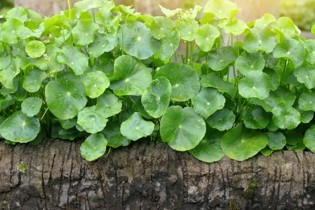 Indischer Wassernabel – Alles über Anbau und Pflege von Gotu Kola