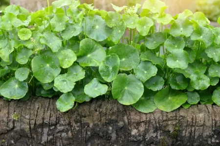 Indischer Wassernabel – Alles über Anbau und Pflege von Gotu Kola