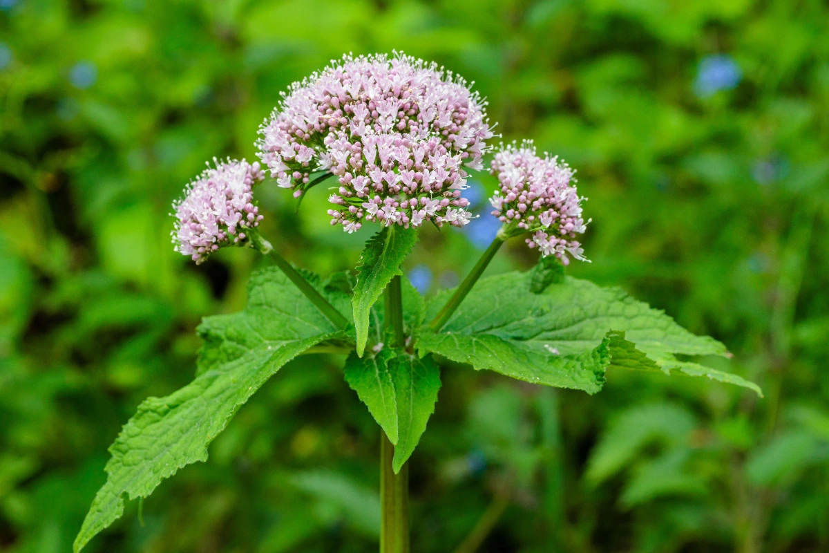 Baldrian (Valeriana officinalis)