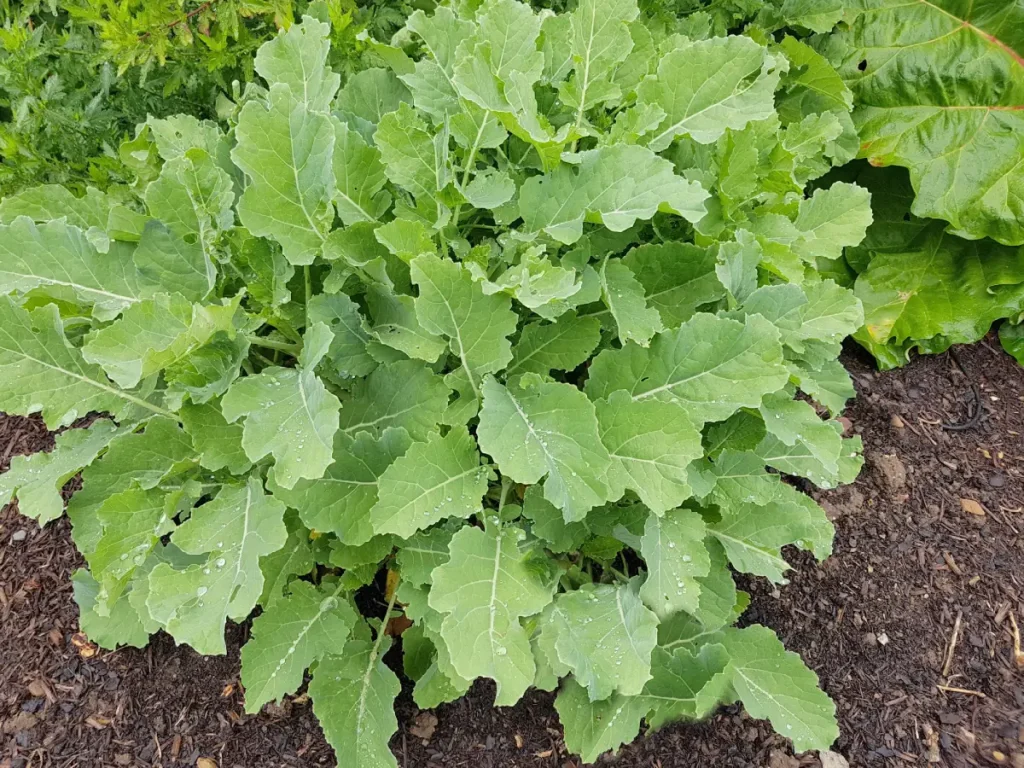 Baumkohl pflanzen, pflegen und überwintern