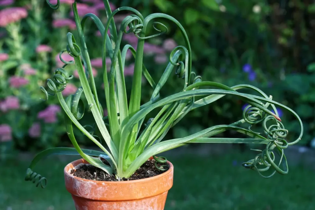 Albuca spiralis ‘Frizzle Sizzle‘ pflanzen, pflegen und vermehren Albuca spiralis 'Frizzle Sizzle' pflanzen, pflegen und vermehren