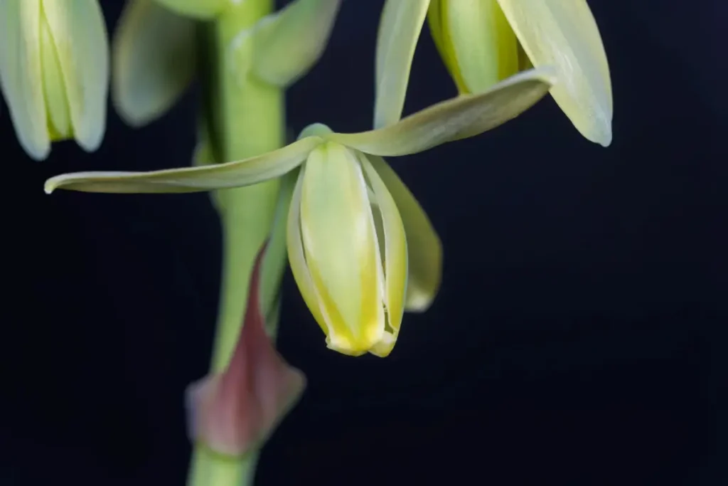 Blüte der Albuca spiralis 'Frizzle Sizzle' Albuca spiralis 'Frizzle Sizzle' pflanzen, pflegen und vermehren