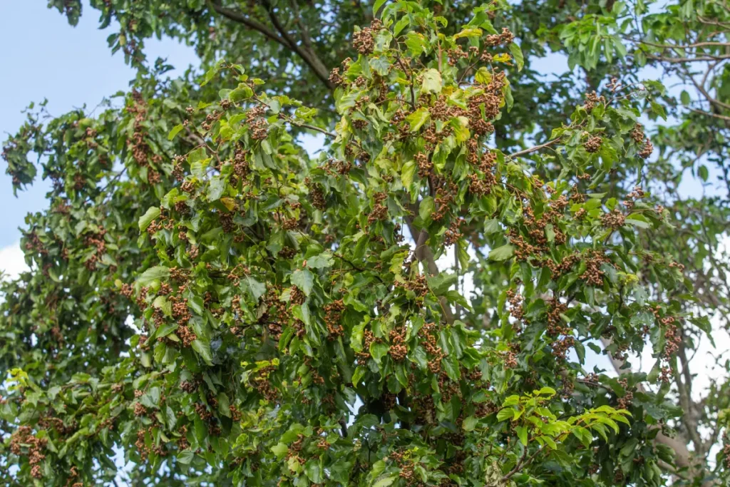 Japanischer Rosinenbaum
