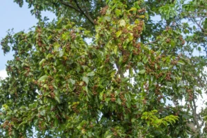 Japanischer Rosinenbaum