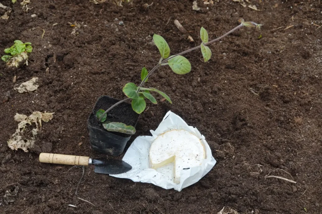 Käsekraut pflanzen, pflegen und ernten Käsekraut pflanzen, pflegen und ernten