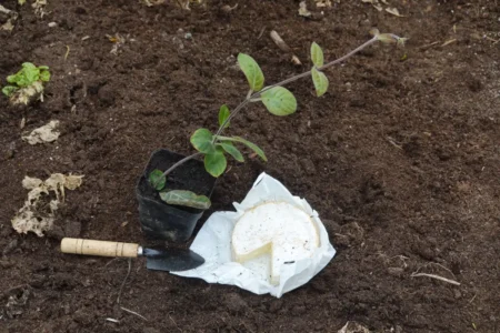 Käsekraut pflanzen, pflegen und ernten