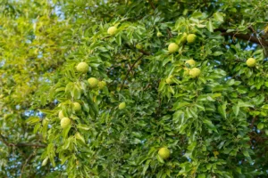 Milchorangenbaum pflanzen, pflegen und überwintern