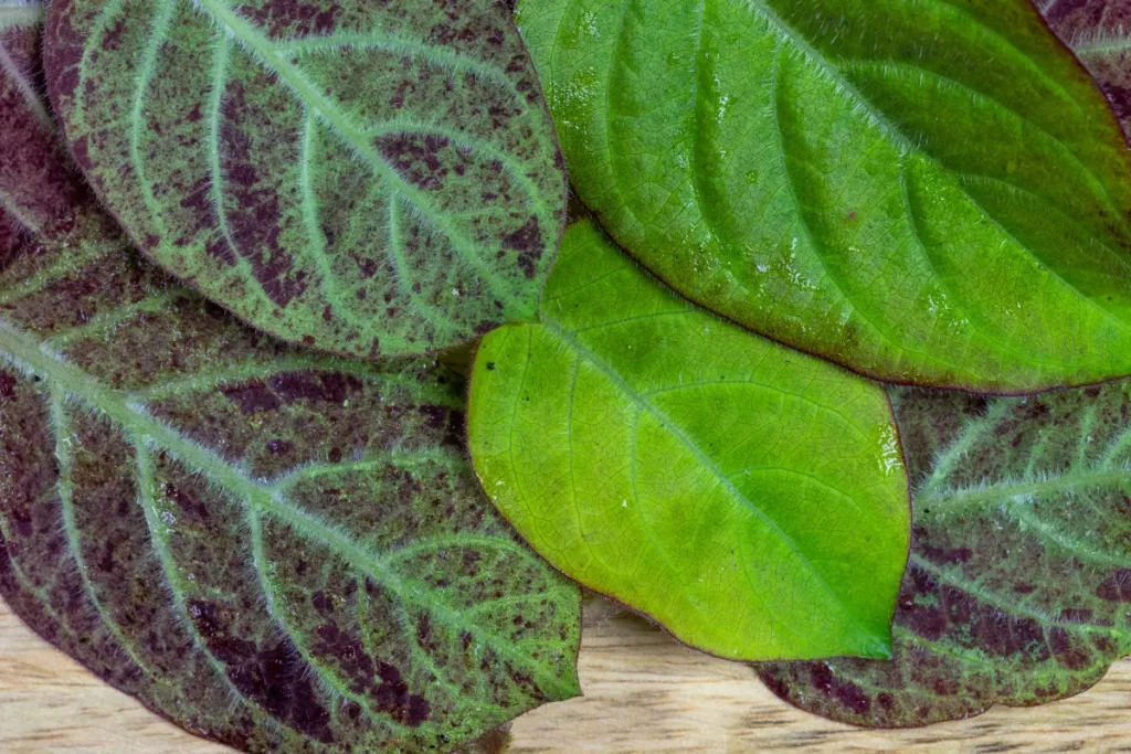 Paederia lanuginosa Käsekraut pflanzen, pflegen und ernten