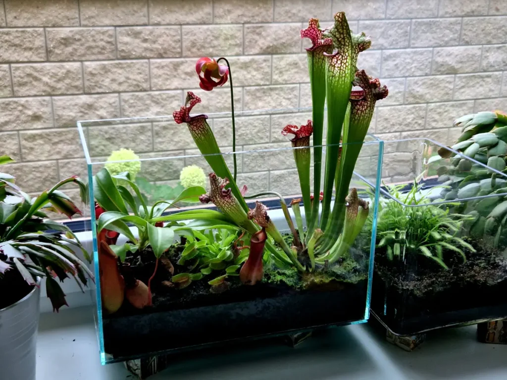 Schlauchpflanze pflanzen, pflegen und vermehren