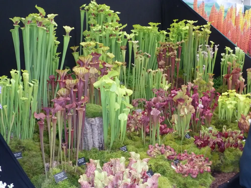 Schlauchpflanze pflanzen, pflegen und vermehren