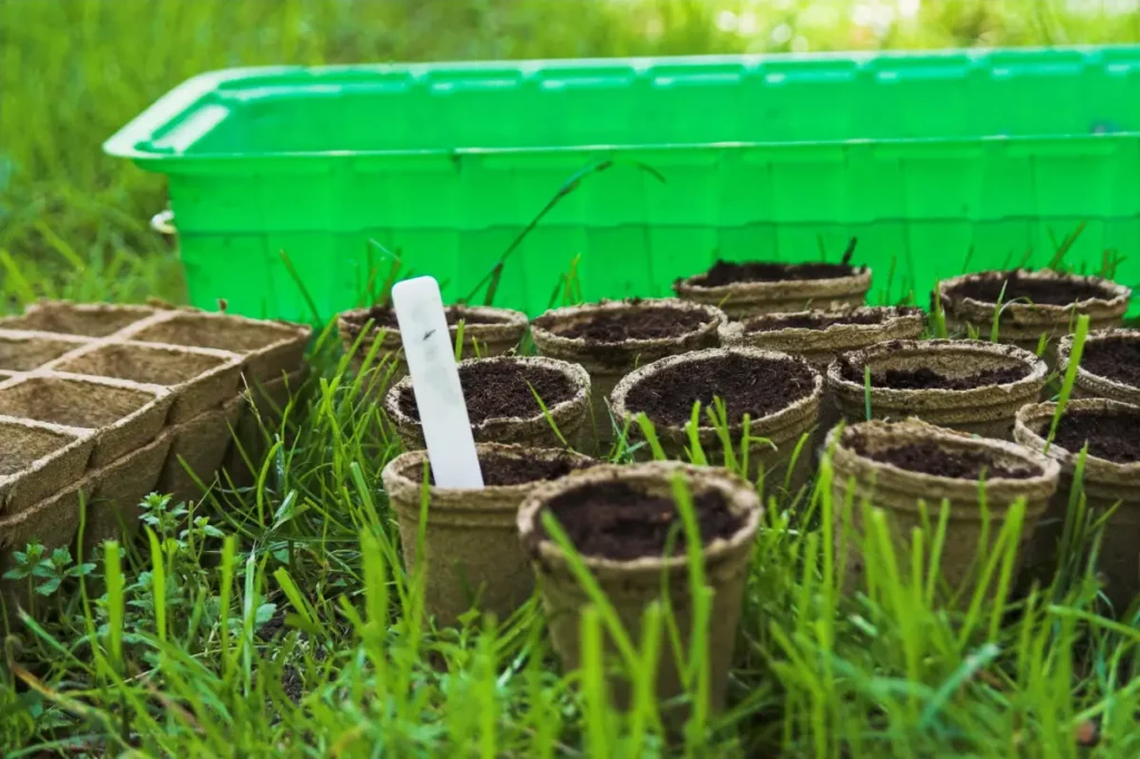 Aussaattöpfe mit Erde im Rasen Albuca spiralis 'Frizzle Sizzle' pflanzen, pflegen und vermehren