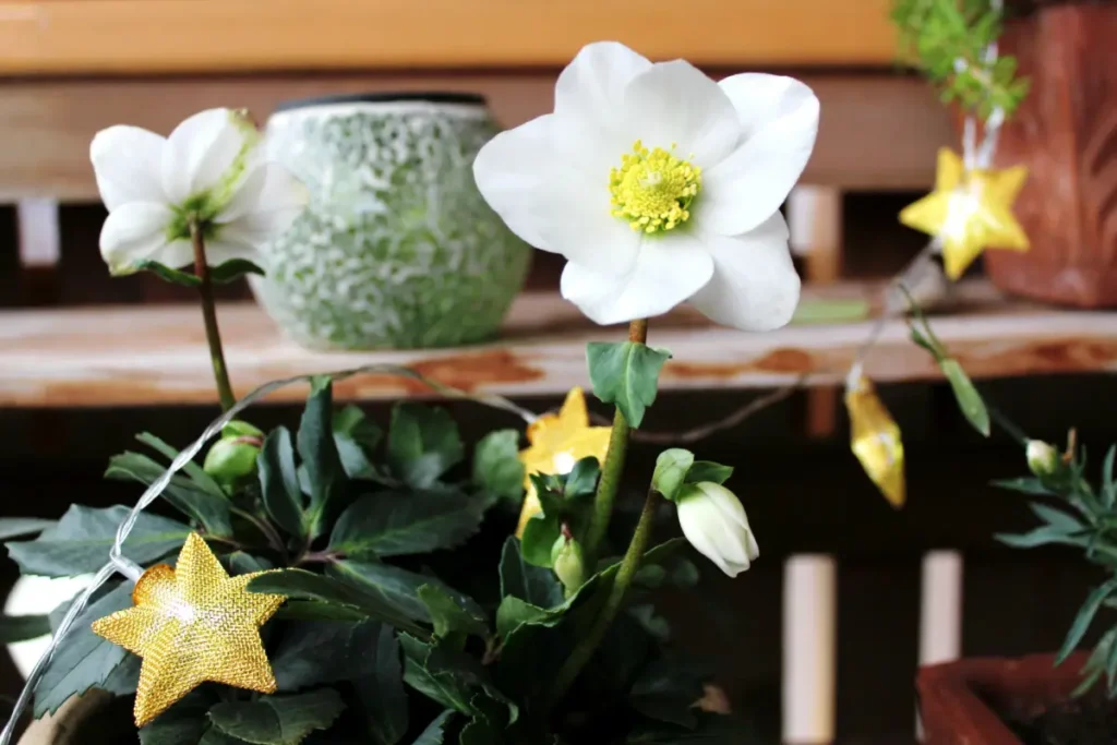 Winter-Balkon: Ideen & Tipps für eine gemütliche Atmosphäre