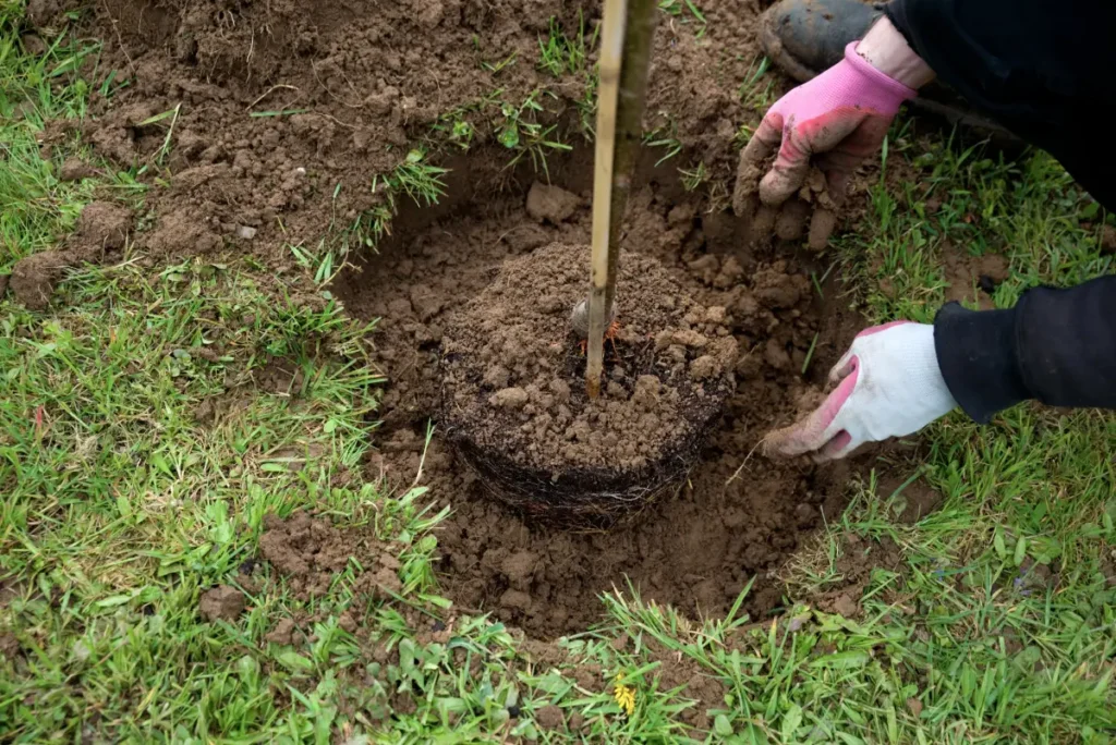 Lotuspflaume wird in die Erde gesetzt Lotuspflaume pflanzen, pflegen und vermehren