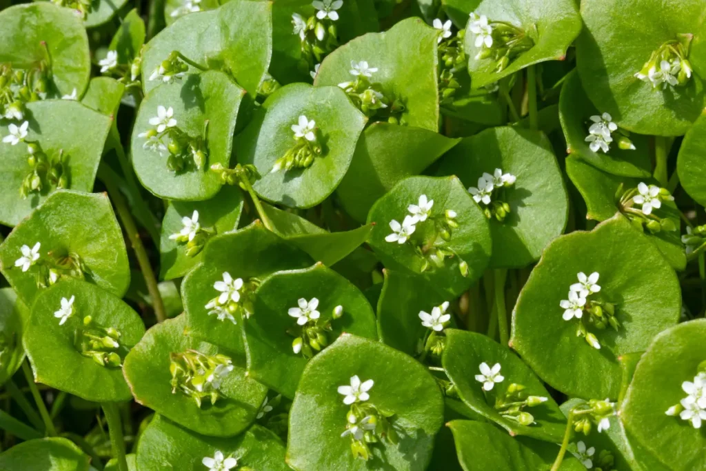 Winterportulak mit Blüten Postelein: So pflanzen und pflegen Sie Winterportulak