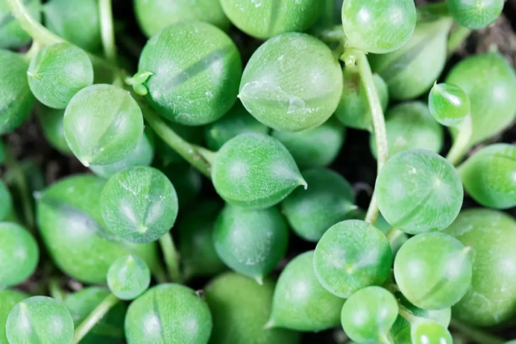 Die Blätter sehen aus wie Erbsen - © ChrWeiss / stock.adobe.com Erbsenpflanze (Senecio rowleyanus)