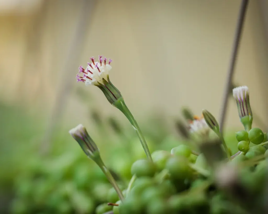 Die Blüten sind weiß und besitzen violette Griffel - © MiguelAngel / stock.adobe.com Erbsenpflanze (Senecio rowleyanus)