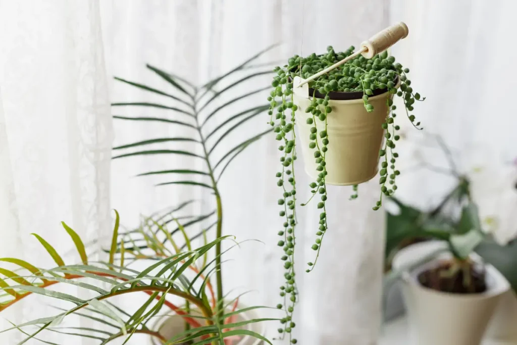 Erbsenpflanze – So pflanzen und pflegen Sie die String of Pearls Erbsenpflanze (Senecio rowleyanus)