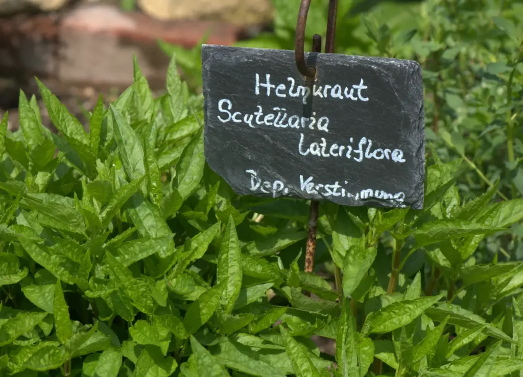 Helmkraut - Anbau, Pflege und Verwendung