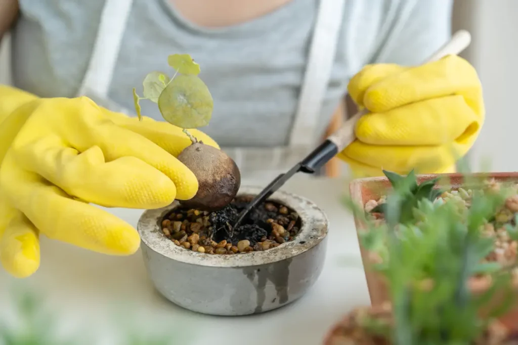 Mondsamenpflanze pflanzen, pflegen und überwintern