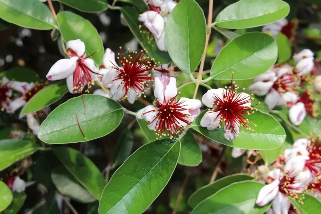 Die Blüten bestehen aus 5 Blütenblättern - © RukiMedia / stock.adobe.com Brasilianische Guave pflanzen, pflegen und ernten