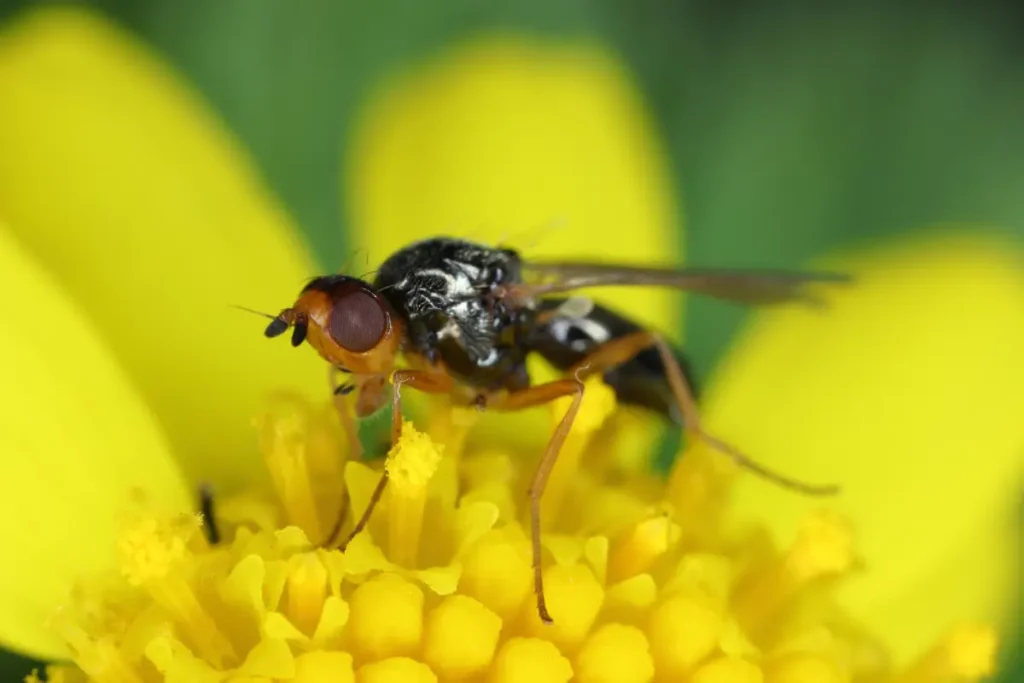 Möhrenfliege auf einer gelben Blume Möhrenfliege erkennen, bekämpfen und vorbeugen