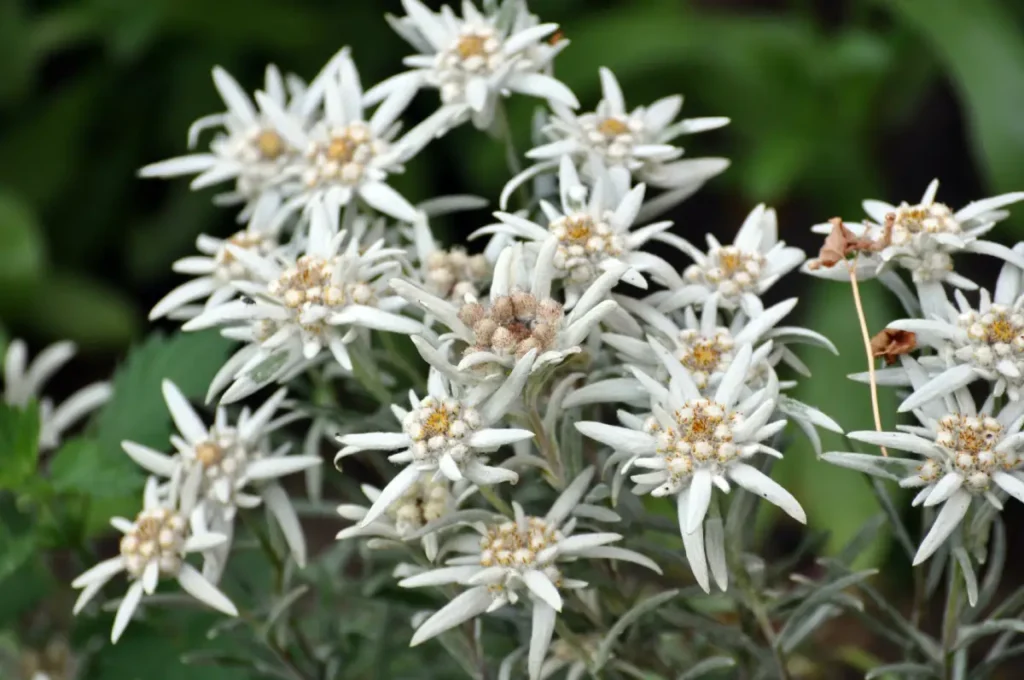 Edelweiß pflanzen, pflegen und vermehren Edelweiß pflanzen, pflegen und vermehren