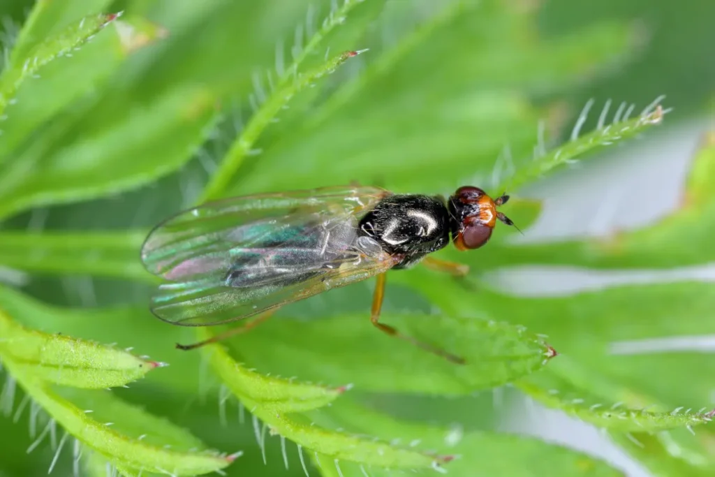 Möhrenfliege erkennen, bekämpfen und vorbeugen