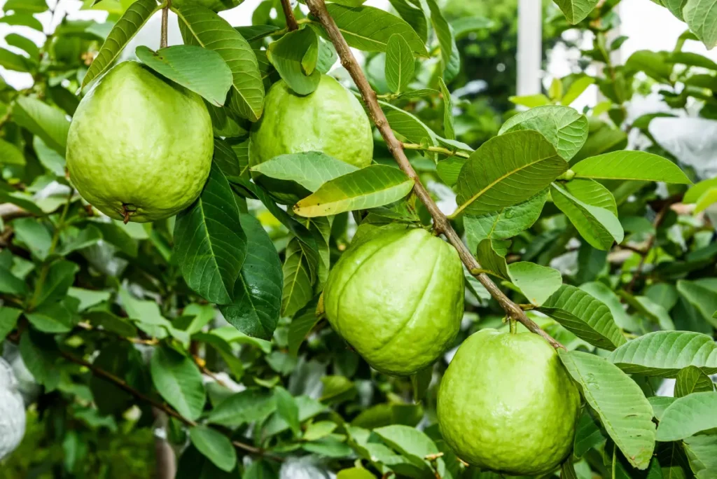 Guaven-Früchte am Baum Echte Guave pflanzen, pflegen und überwintern