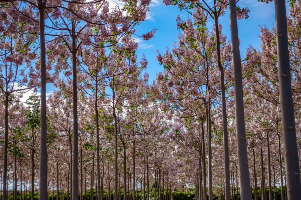 Plantage mit Blauglockenbäumen Blauglockenbaum: Nachteile für den Garten im Überblick