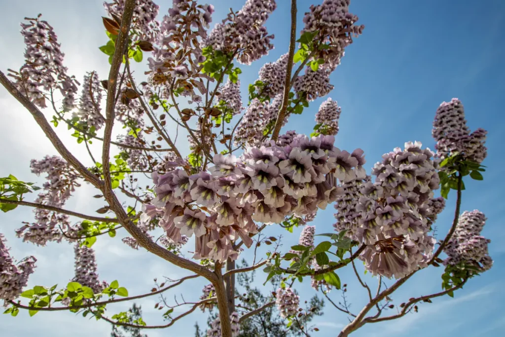 Blauglockenbaum: Nachteile für den Garten im Überblick