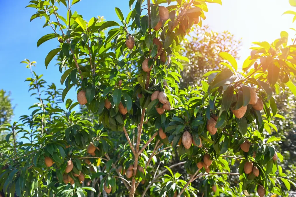 Breiapfelbaum pflanzen, pflegen und überwintern
