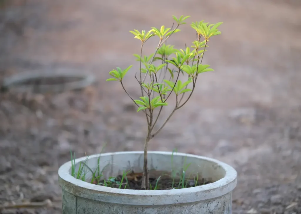 Neu gepflanzter Breiapfelbaum in einem Zementring im Garten Breiapfelbaum pflanzen, pflegen und überwintern