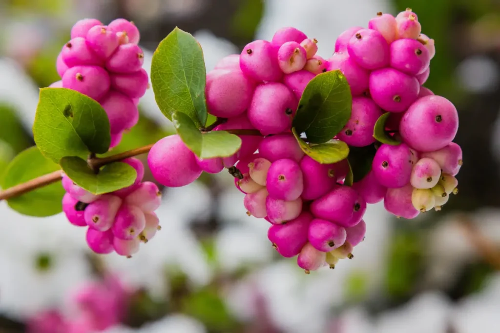 Korallenbeeren Korallenbeere pflanzen, pflegen und vermehren