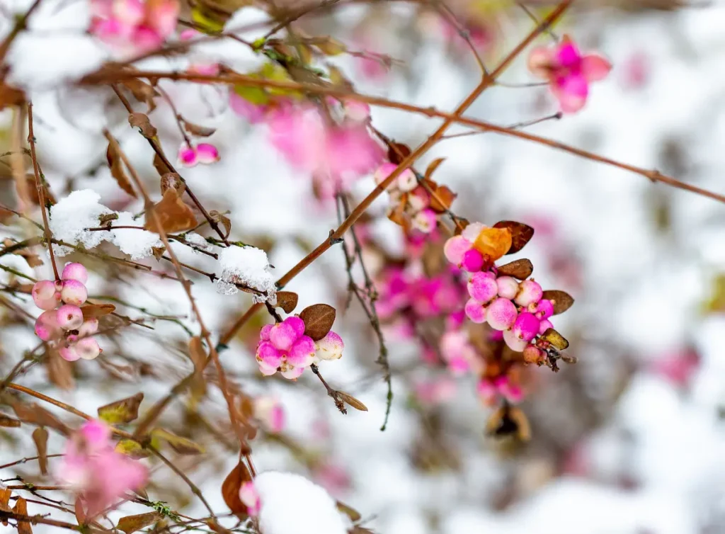 Mit Schnee bedeckte Korallenbeeren Korallenbeere pflanzen, pflegen und vermehren