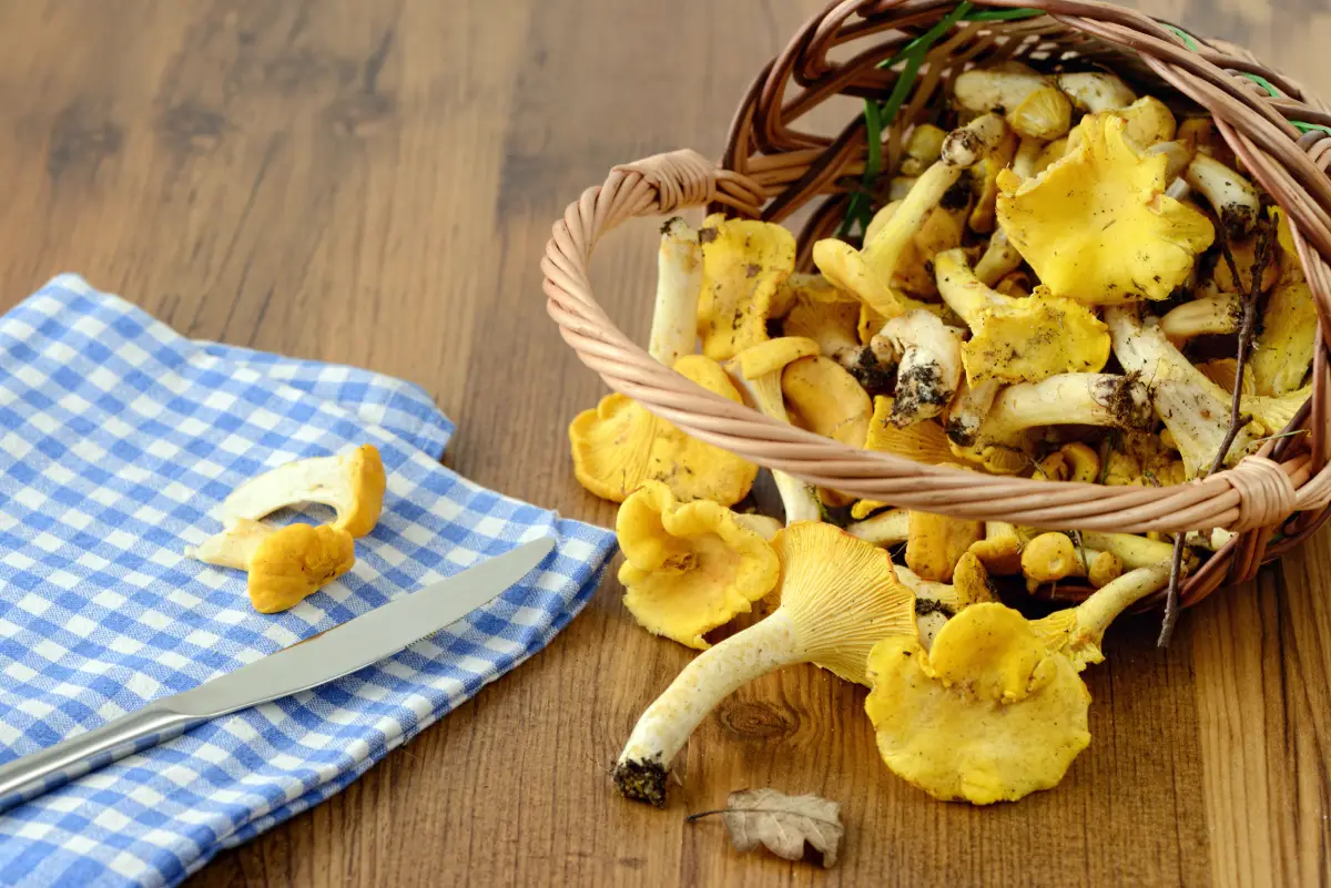 Pfifferlinge Putzen Anleitung Tipps