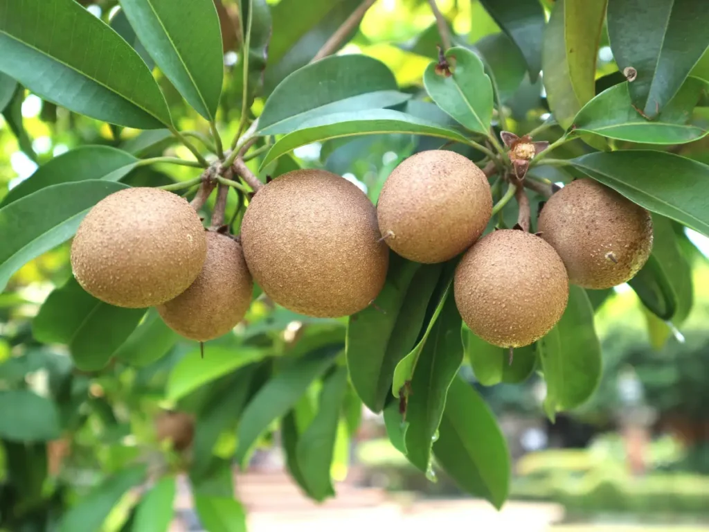 Breiäpfel ähneln optisch einer Mischung aus Kiwi und Kartoffel - © Yusak / stock.adobe.com Breiapfelbaum pflanzen, pflegen und überwintern