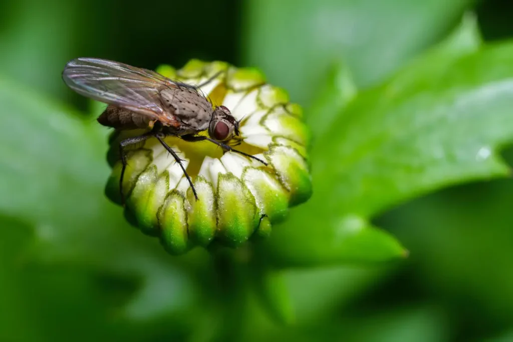 Die Zwiebelfliege hat rötlich schimmernden Facettenaugen - © otto Song / stock.adobe.com Zwiebelfliege erkennen, bekämpfen & vorbeugen